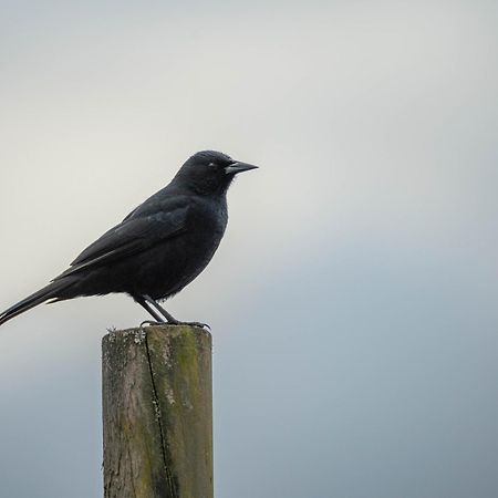Parque La Pajarera Hotel Puerto Varas Eksteriør billede